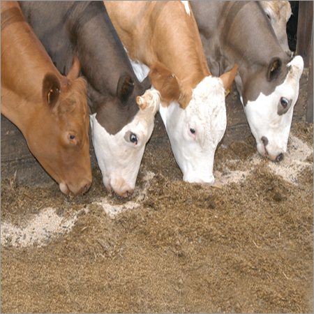 Cattle Feeding