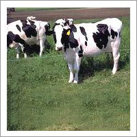Skimmed Milk Powder