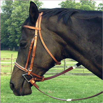 Race Bridle