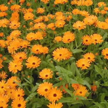 Calendula Oil