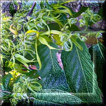 Cananga_ oil 2