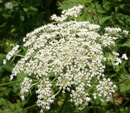 Carrot Seed Oil