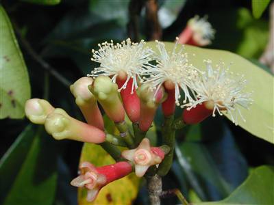 Clove Bud Oil 1