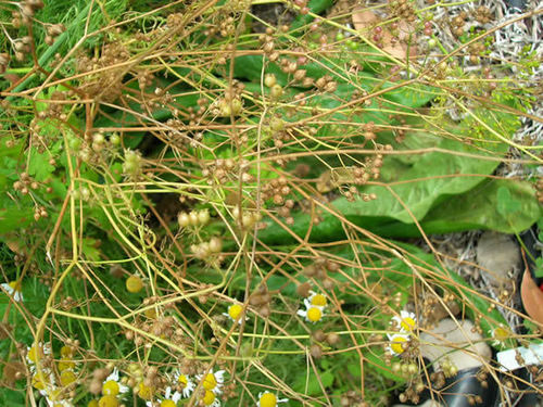 Coriander Seed Oil
