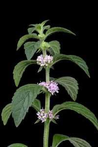 Cornmint Oil