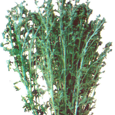 Davana oil 2