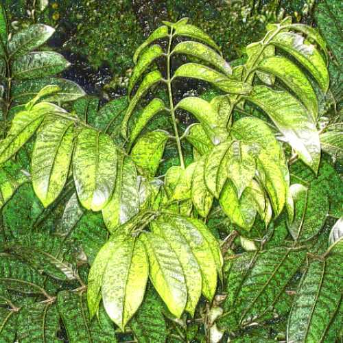 elemi oil 1