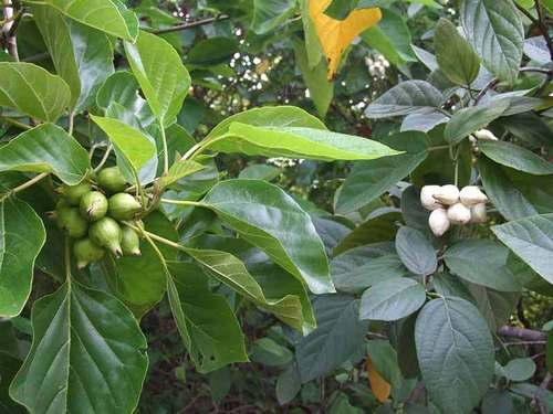 Eucalyptus Citriodora Lemon Oil 1