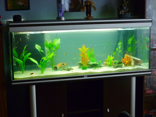 Glass Aquarium
