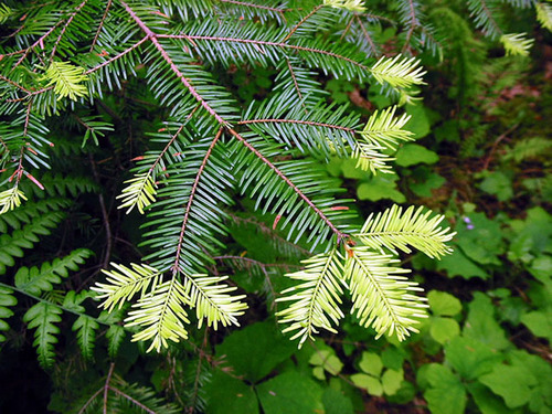 Fir Needle Oil - Abies sibirica, Pale Yellow, Specific Gravity 0.900, Optical Rotation -27.6 | Pure Essential Oil, Therapeutic Aroma, Natural Fragrance, Siberian Origin