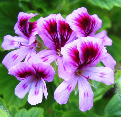 geranium rose oil 2