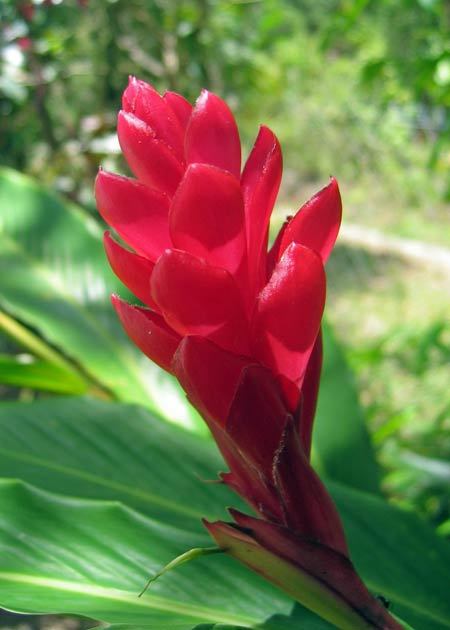 Ginger Lily Oil