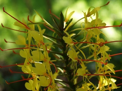 Ginger Lily oil 2
