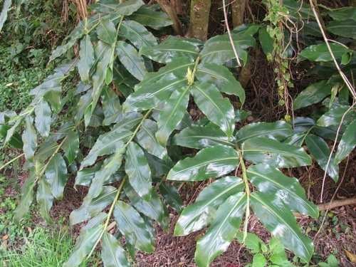 ginger lly oil 3
