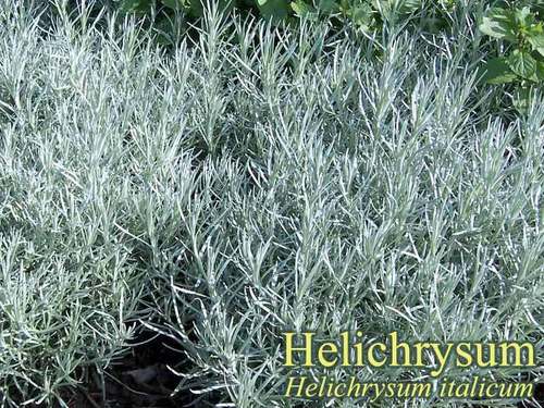 Helichrysum-italicum Organic Oil