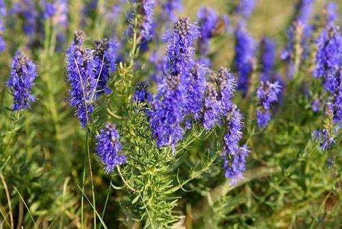 hyssop oil