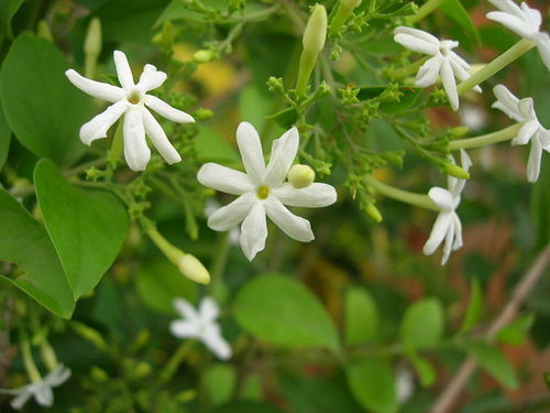 Jasmine Absolute Oil (grandiffora) 2