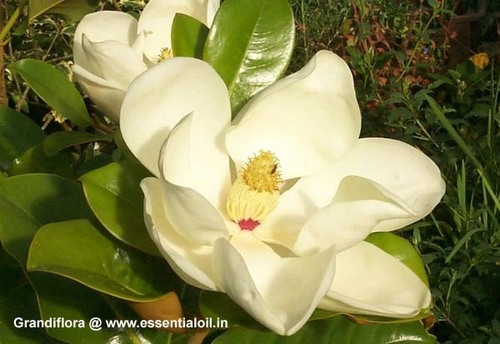 Jasmine Absolute Oil (Grandiffora)