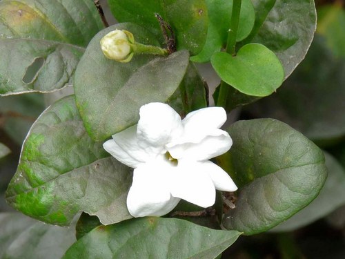 jasmine absolute (sambac) bib 2