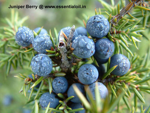 Juniper Berry oil