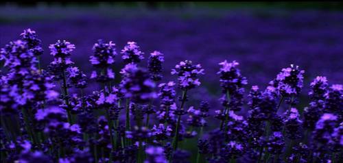 Lavender Bulgarian Oil