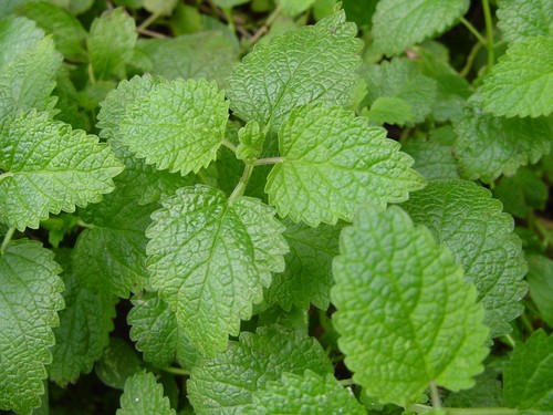 Lemon Balm Oil 2