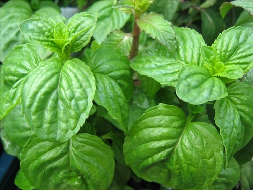 Essential Oils & Aromatics