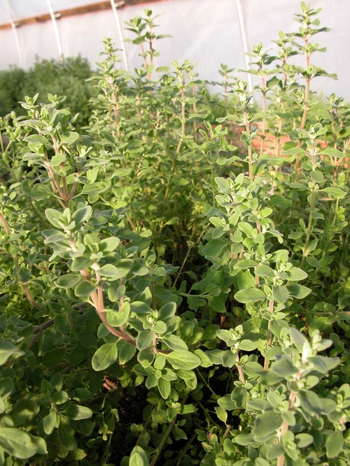 Marjoram Organic Oil