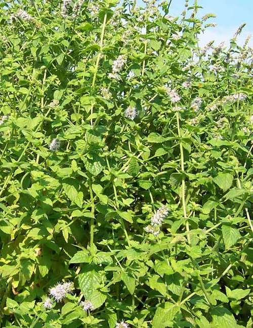 Mentha Citrata Oil