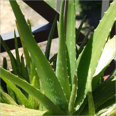 Aloe Plant