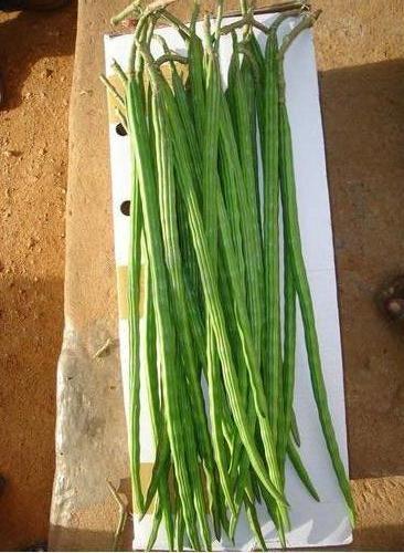 Fresh Drumsticks