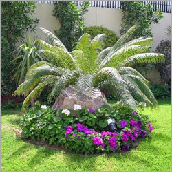 Garden Development & Maintenance