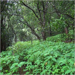 Afforestation Services