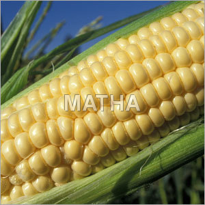 Corn - 10-12 Inches, Yellow | High Yield, Disease Resistant, Fast Growth, 500-800 Kernels, 16-20 Rows