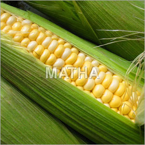 Sweet Corn - Yellow Color, Variable Size | Sweet Taste, High Yield, Easy To Grow, Nutritious, Versatile Use