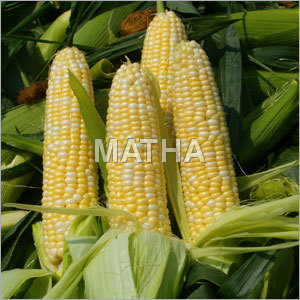 Sweet Corn