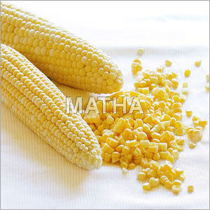 Sweet Corn - 15-20cm Length, 4-5cm Diameter, Yellow | High Yield, Sweet Taste, Disease Resistant, Uniform Size
