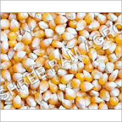 Maize Seeds