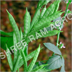 Guar Gum Plant