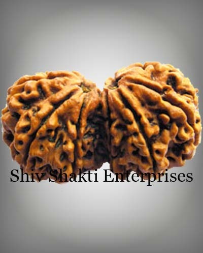 Gauri Shankar Rudraksha