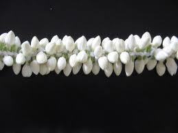 JASMINE FLOWER