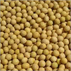 Genetically Modified Soybean