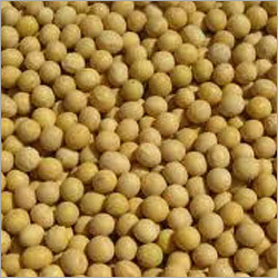 Non Gmo Soybean