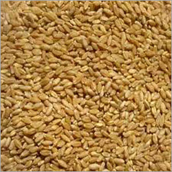Sharbati Wheat