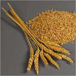 Wheat Grain