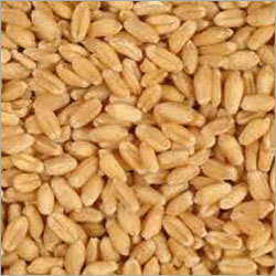Whole Grain Wheat