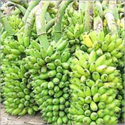 Fresh Green Banana