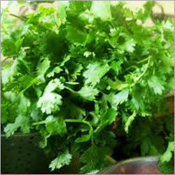 Herbal Plant