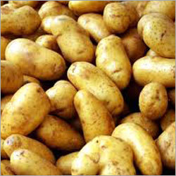 Potato