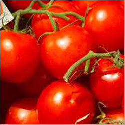 Fresh Red Tomato